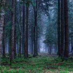 Rondreis romania foto's - Het spookbos van Roemenië