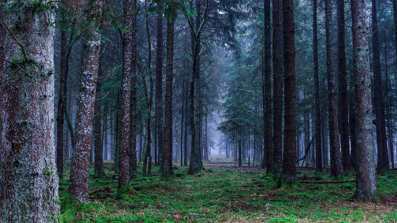 Rondreis romania foto's - Het spookbos van Roemenië